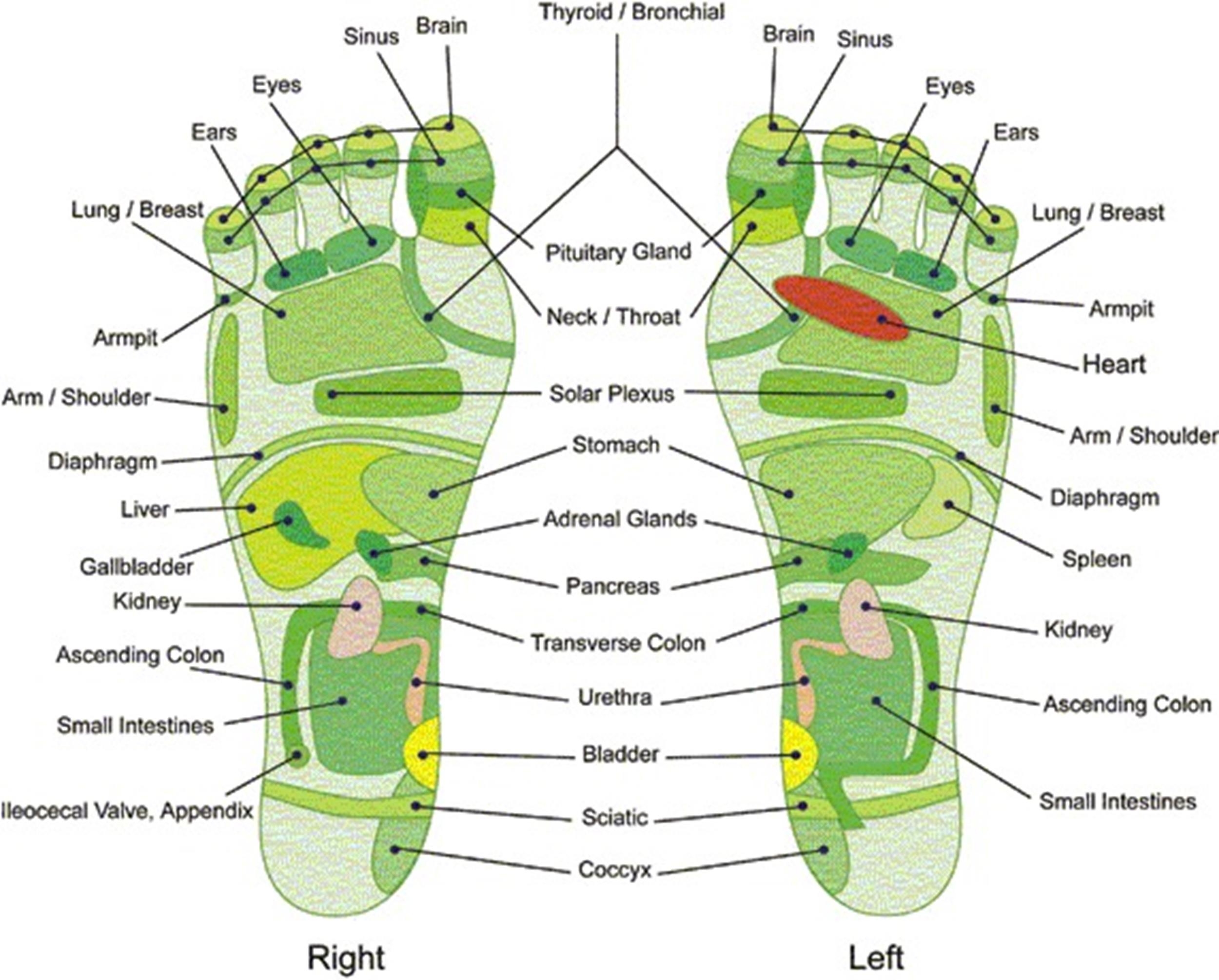 31 Printable Foot Reflexology Charts amp Maps TemplateLab