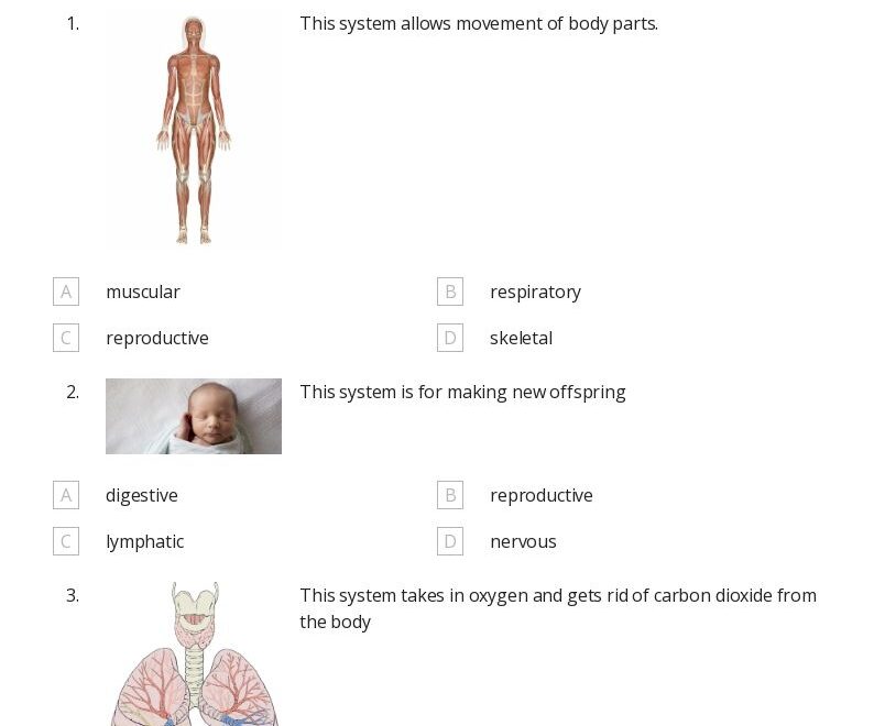 50 The Digestive And Excretory Systems Worksheets On Quizizz