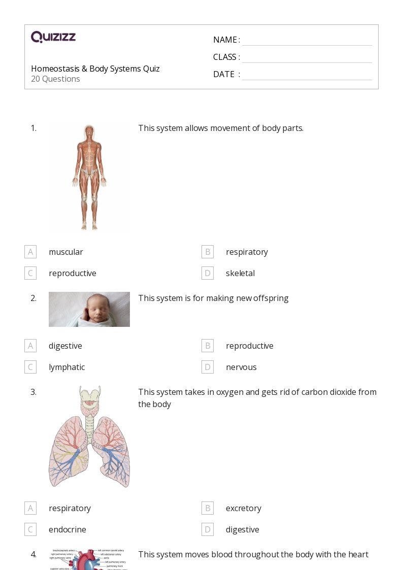 50 The Digestive And Excretory Systems Worksheets On Quizizz 50 The Digestive And Excretory Systems Worksheets On Quizizz