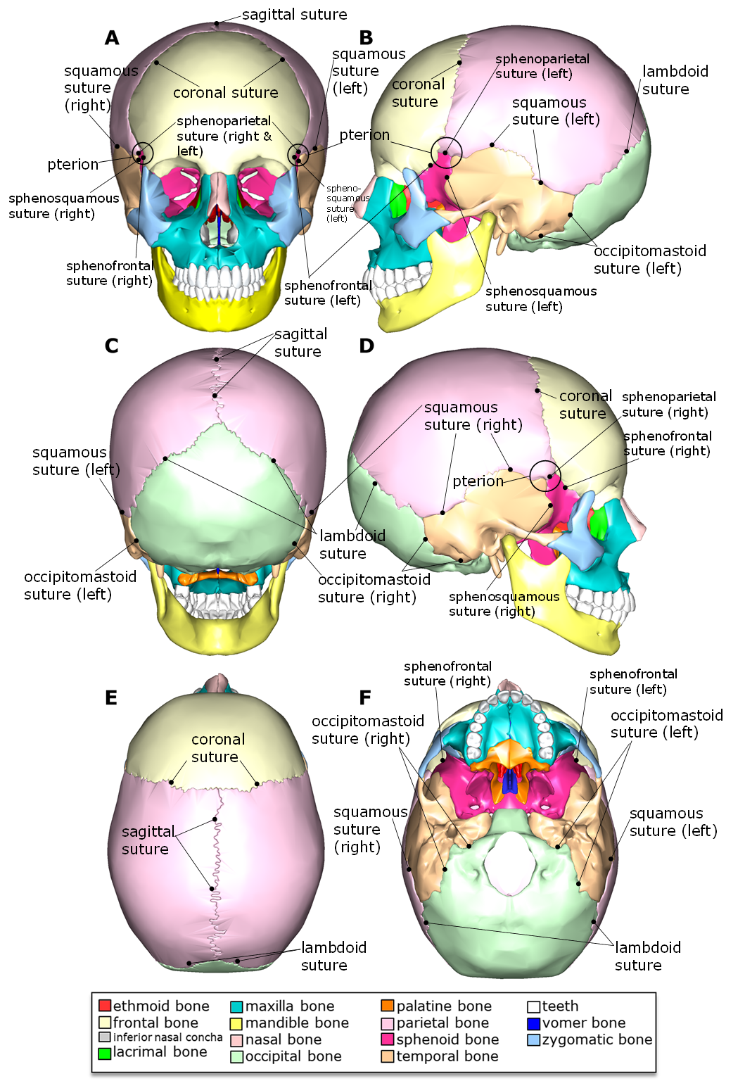 8 2 1 Exterior Of The Cranium Biology LibreTexts 8 2 1 Exterior Of The Cranium Biology LibreTexts