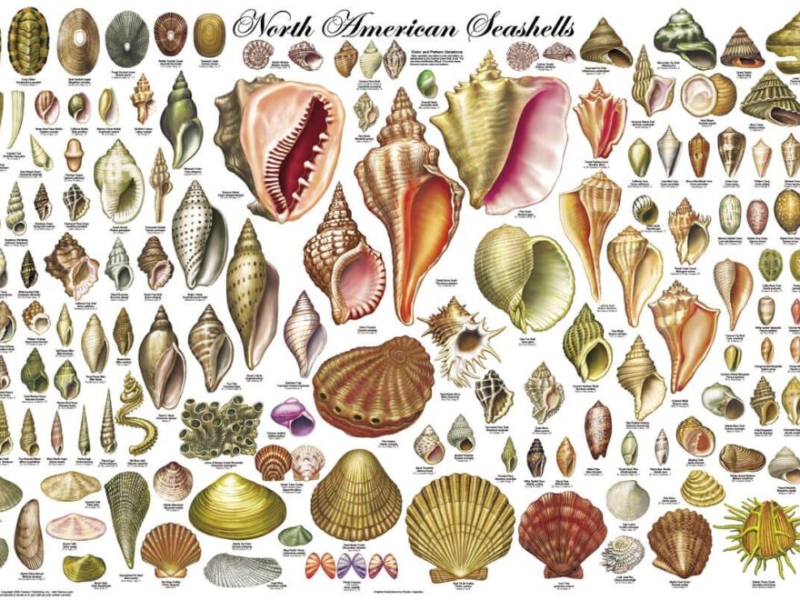 Amazon 24x36 Laminated North American Sea Shells
