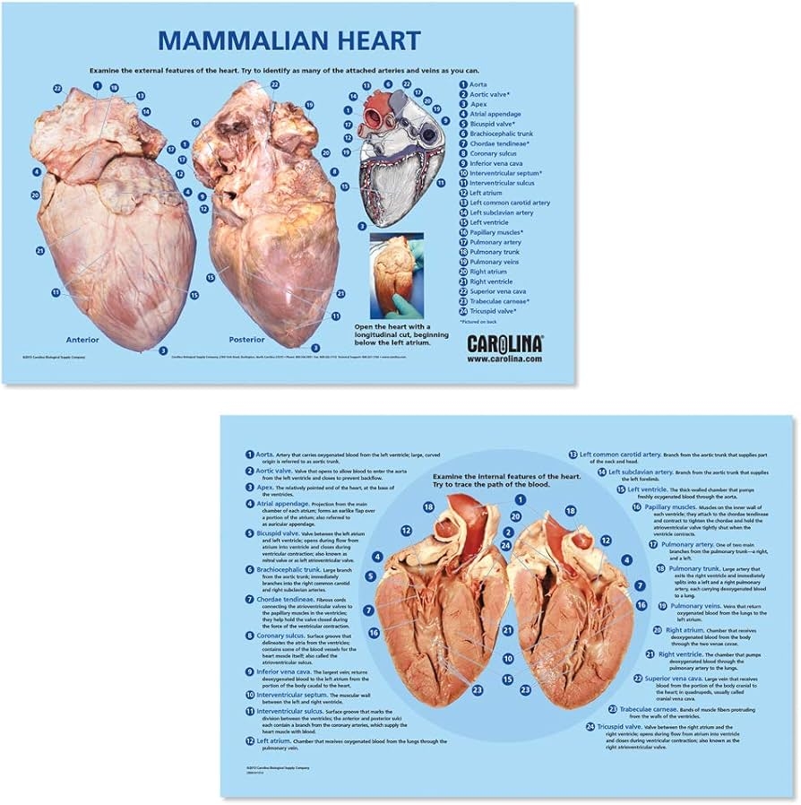 Printable Dissection Guide For Sheep Heart
