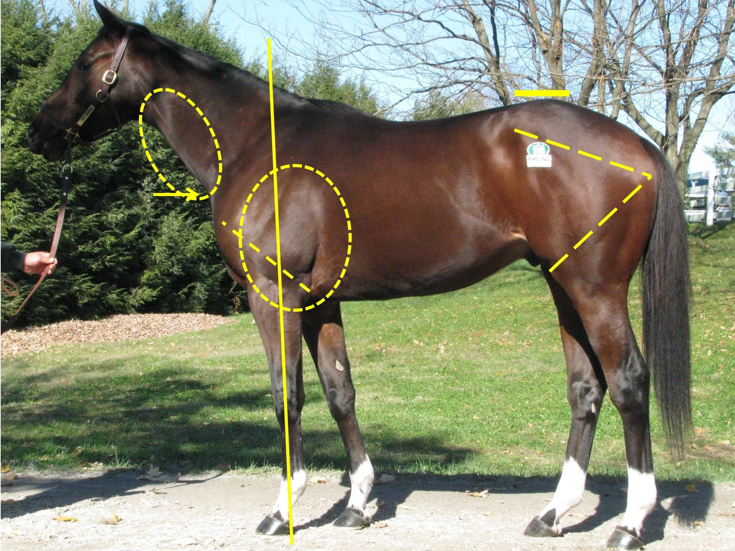 An Introduction To The Functional Aspects Of Conformation 