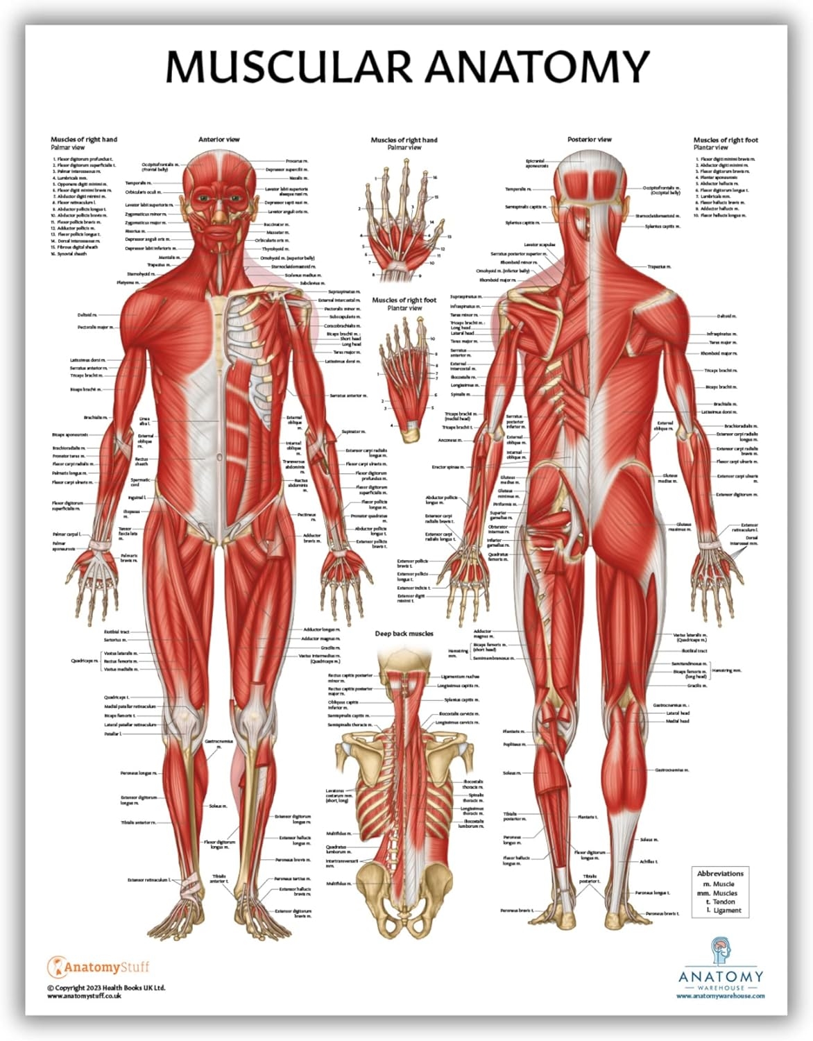 Anatomy Lab Muscular System Anatomical Chart India Ubuy