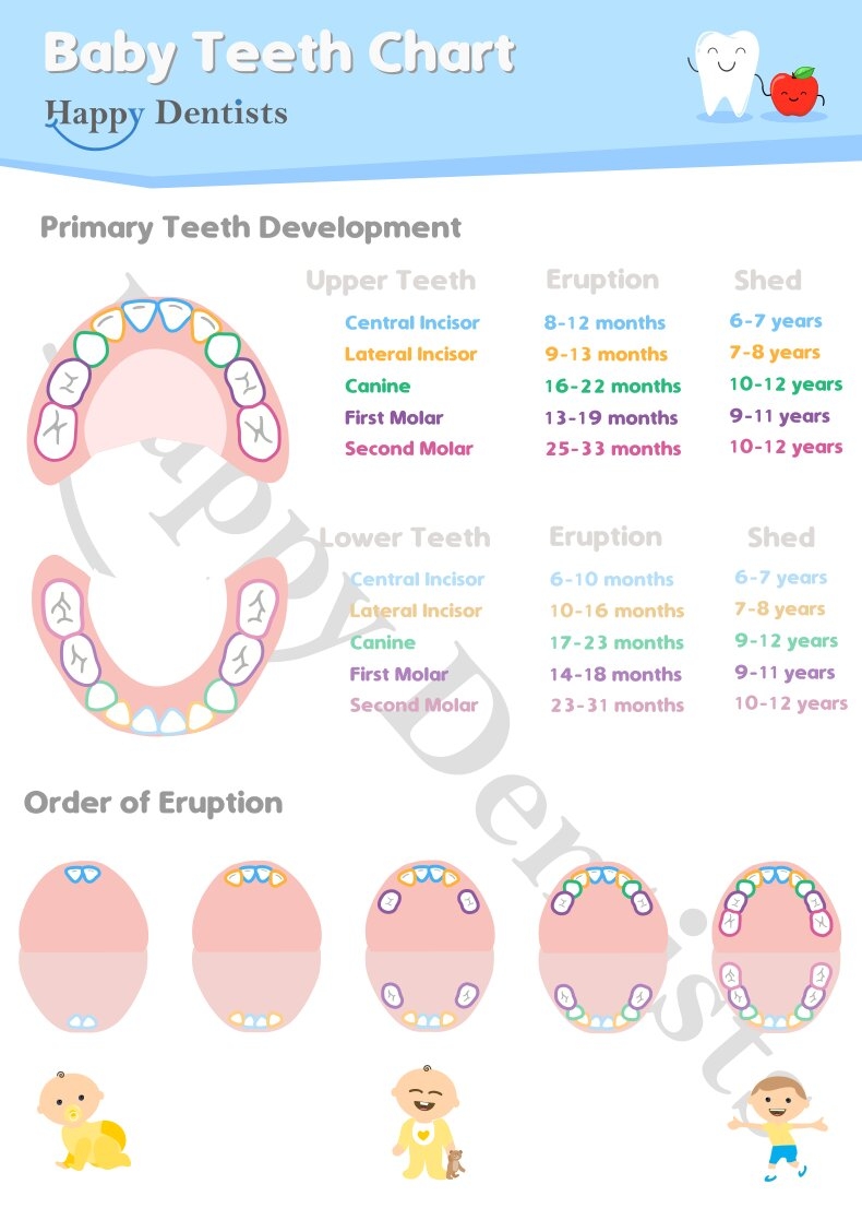 Printable Dental Tooth Chart Pediatric Printable Dental Tooth Chart Pediatric