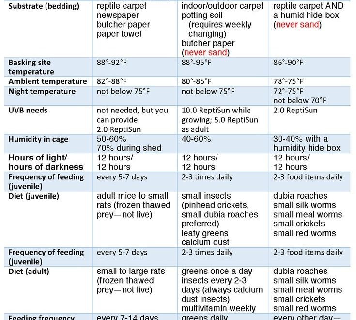 Bearded Dragon Food Chart
