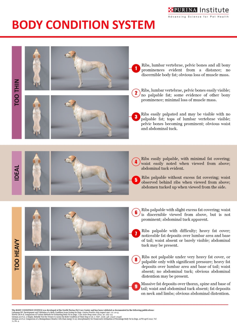 Printable Dog Body Chart
