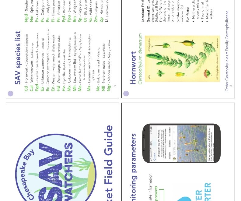 Chesapeake Bay SAV Watchers Pocket Field Guide Printing Version