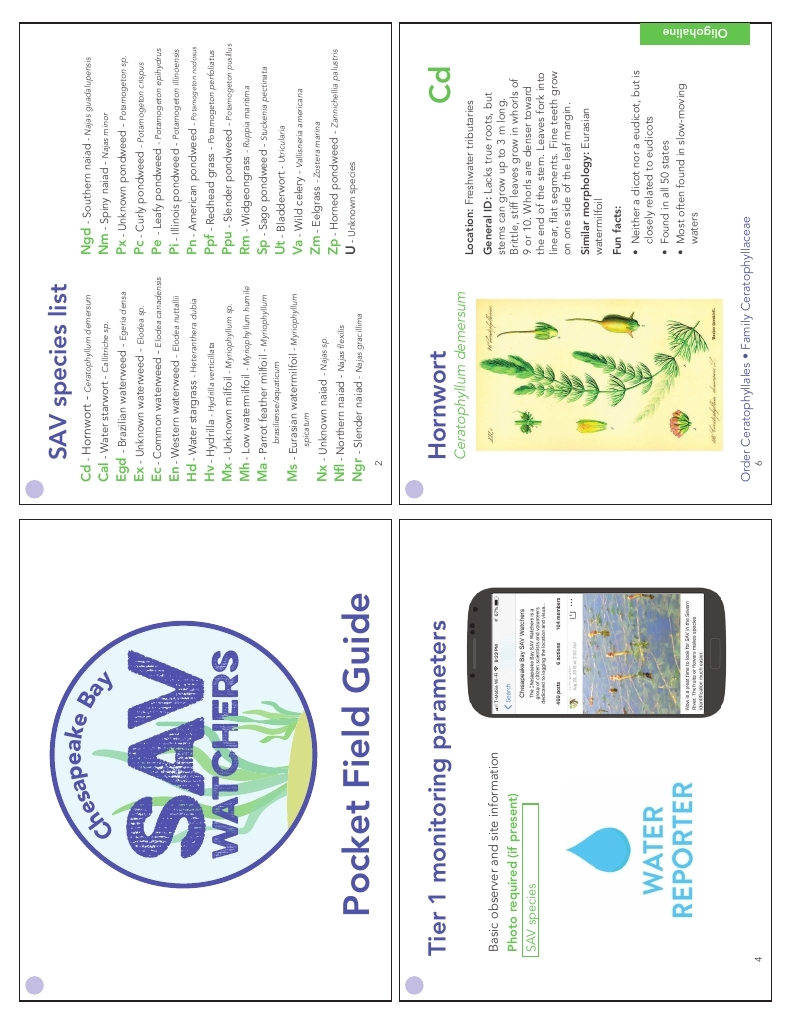 Chesapeake Bay SAV Watchers Pocket Field Guide Printing Version 