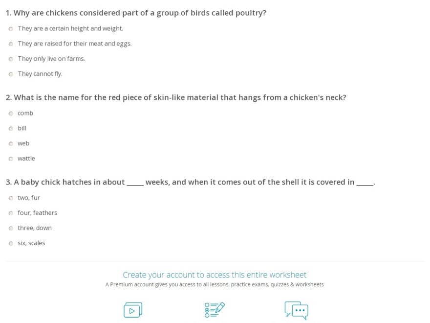 chickens quiz amp worksheet for kids study