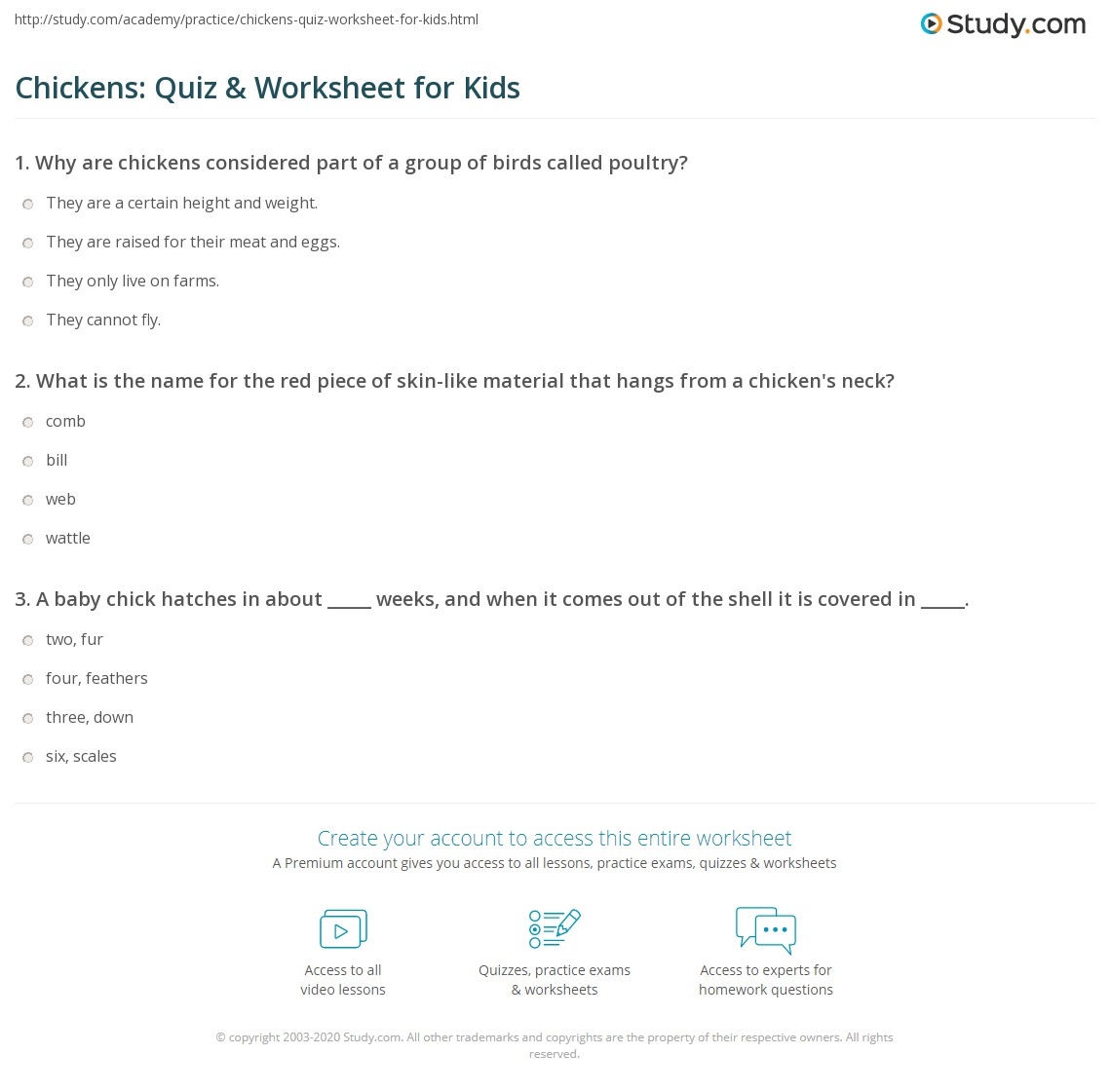 chickens quiz amp worksheet for kids study chickens quiz amp worksheet for kids study