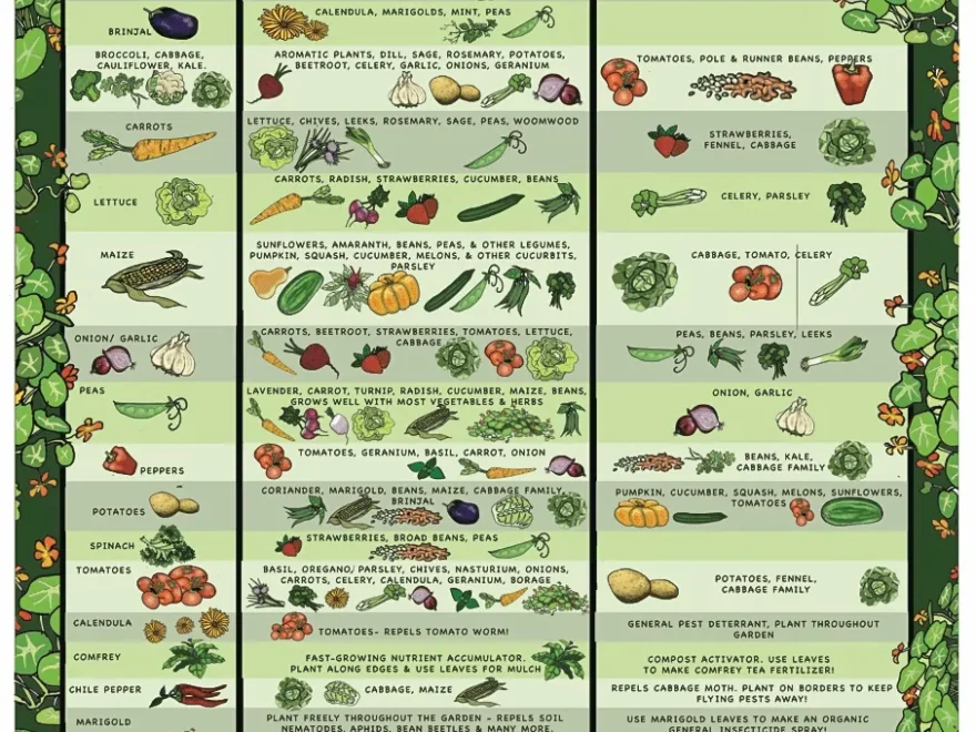 Collection Of Companion Planting Charts Guides And PDFs World Water Reserve