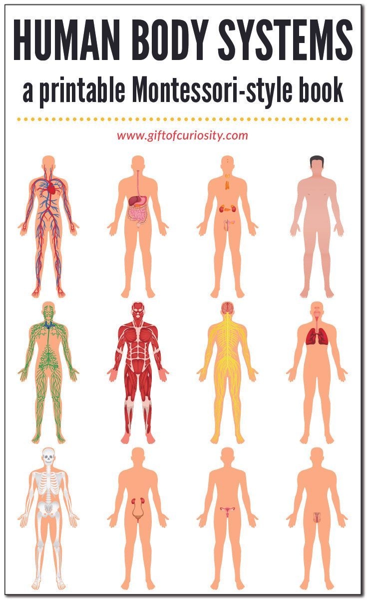 Discover 340 Unit Ideas Human Body And Skeleton Activities For Discover 340 Unit Ideas Human Body And Skeleton Activities For
