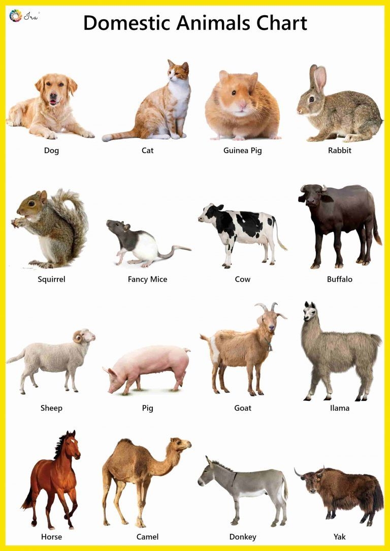 Discover 37 Domestic Animal Chart Stickers Worksheets And Discover 37 Domestic Animal Chart Stickers Worksheets And