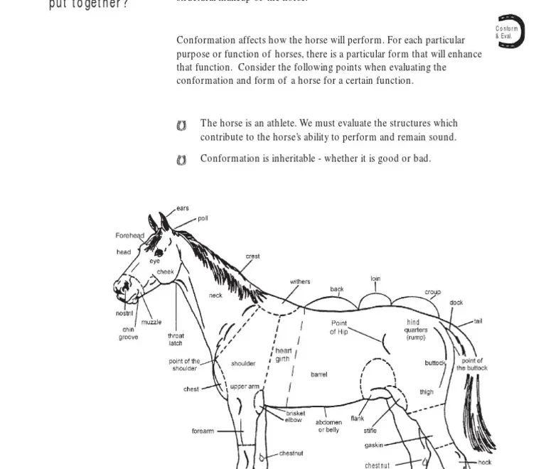F Conform PDF Horses Equus