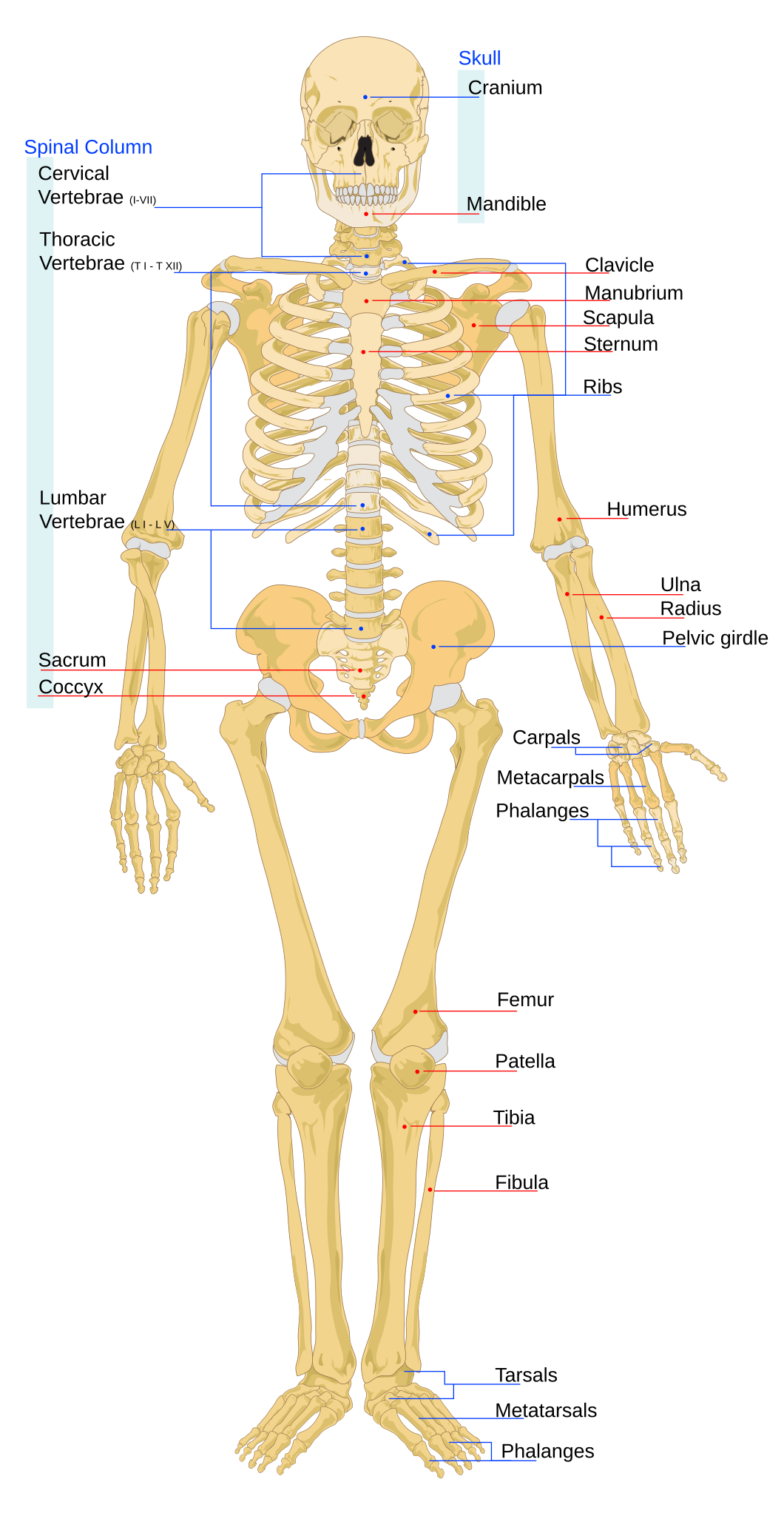 File Human Skeleton Front En svg Wikipedia