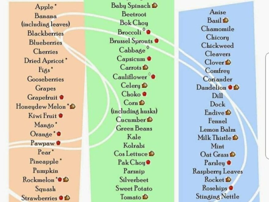 Food List What Type Of Food Can Guinea Pigs Eat Feed Guinea Pig