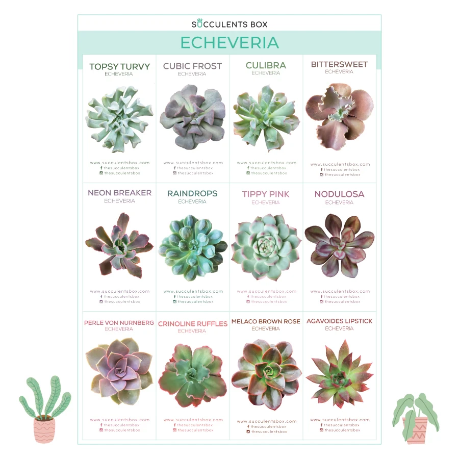 Succulent Plant Guide Printable