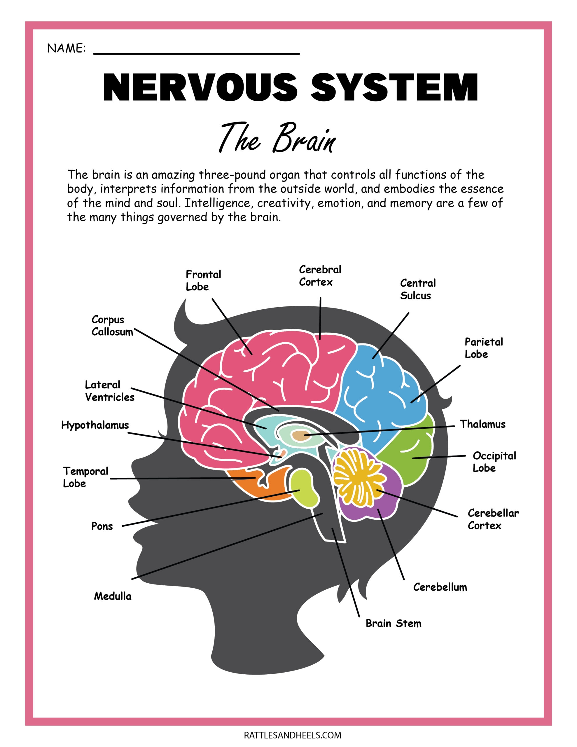 Free Science Worksheets The Nervous System  Free Science Worksheets The Nervous System