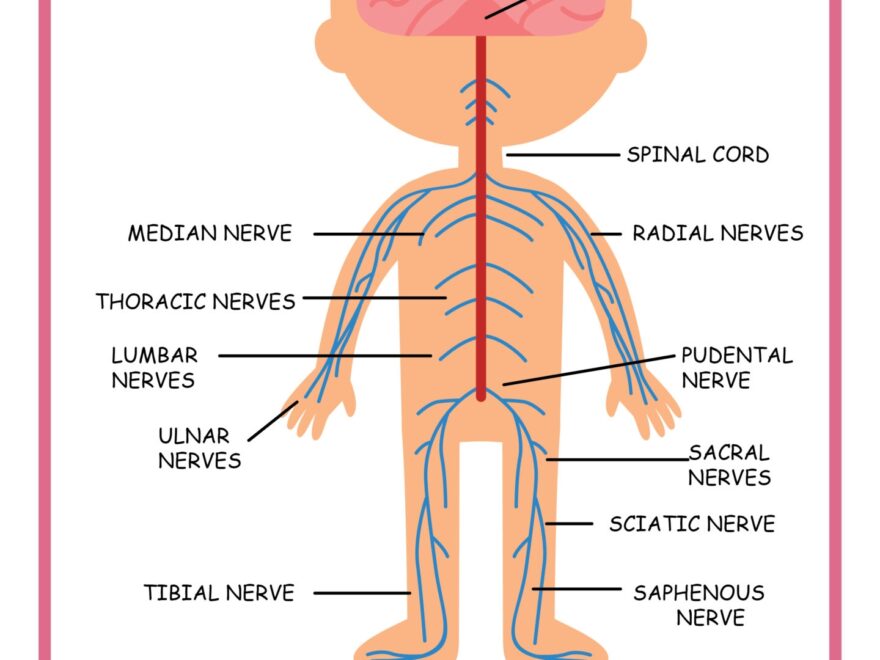 Free Science Worksheets The Nervous System