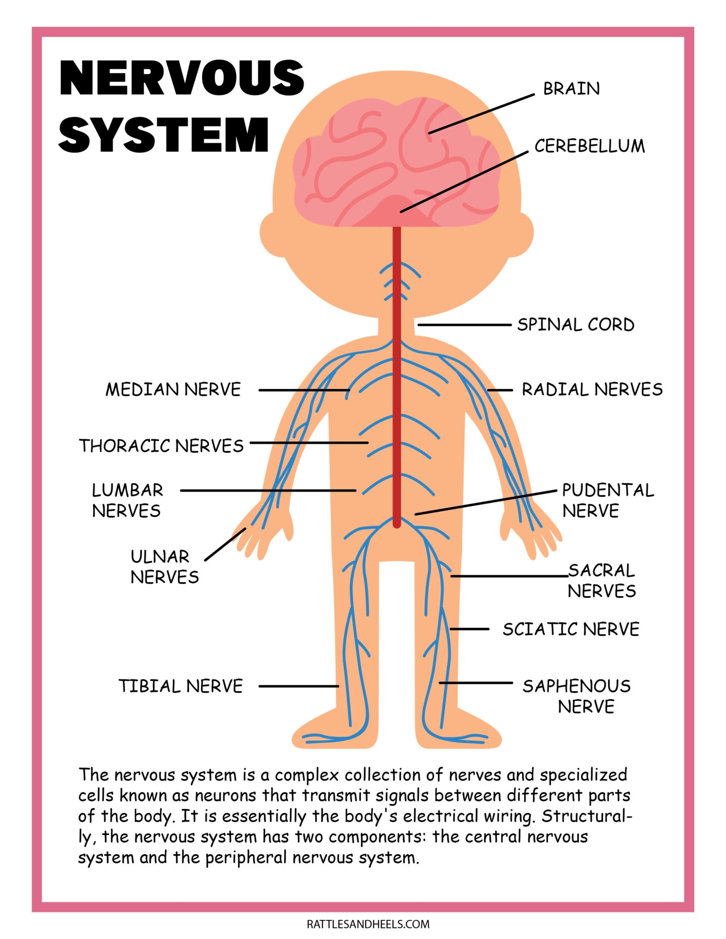 Free Science Worksheets The Nervous System 