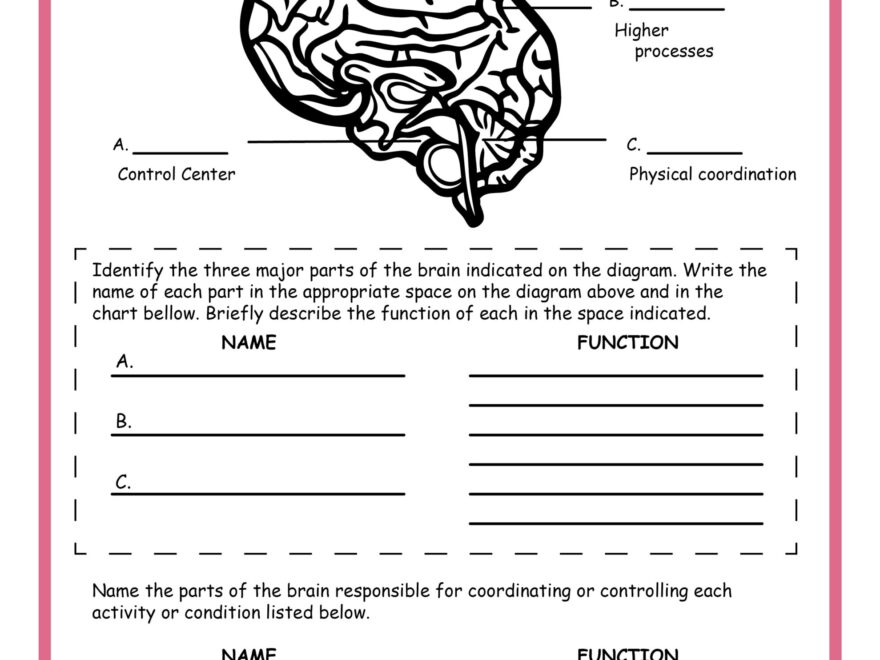 Free Science Worksheets The Nervous System