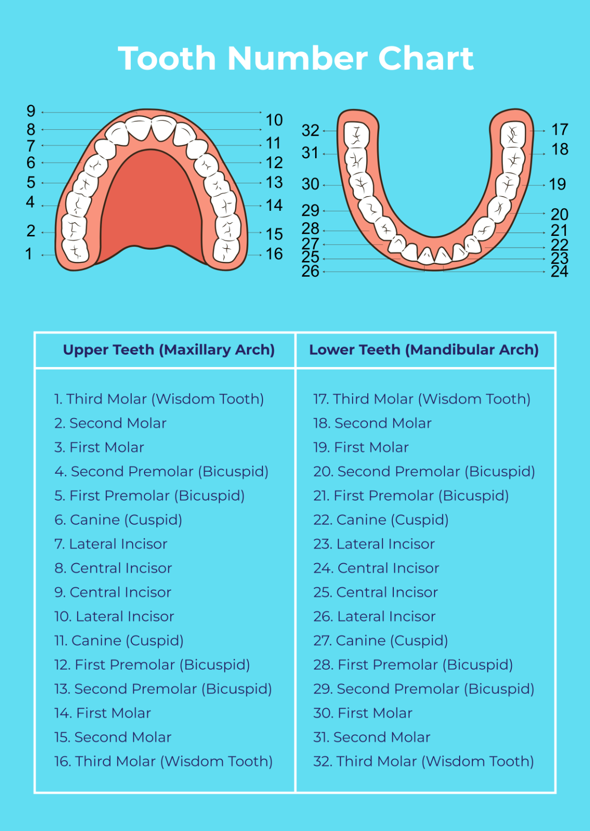 Printable Tooth Numbering Chart