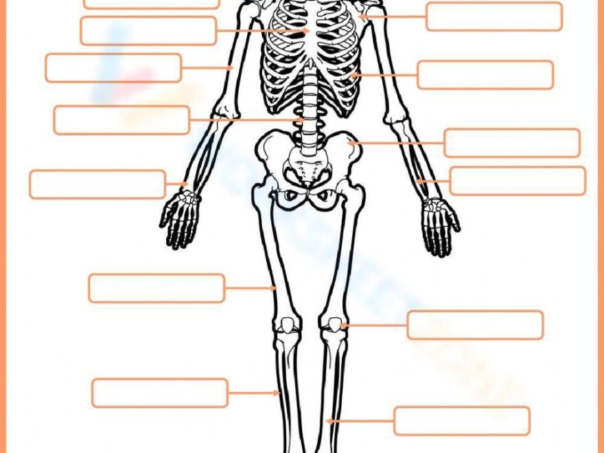 Grade 4 Bones Worksheets