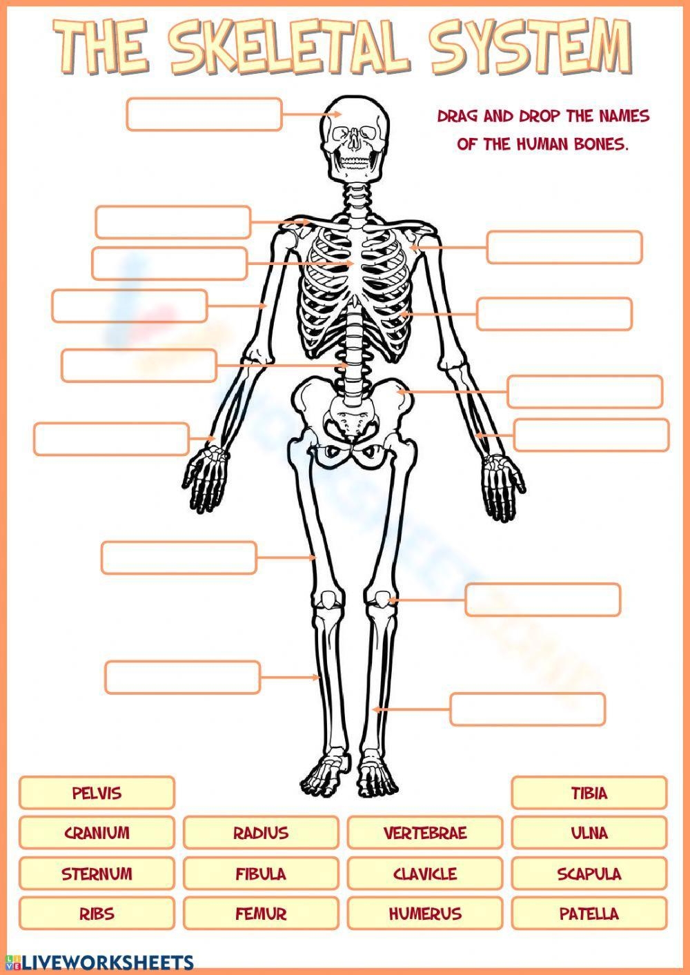 Grade 4 Bones Worksheets Grade 4 Bones Worksheets