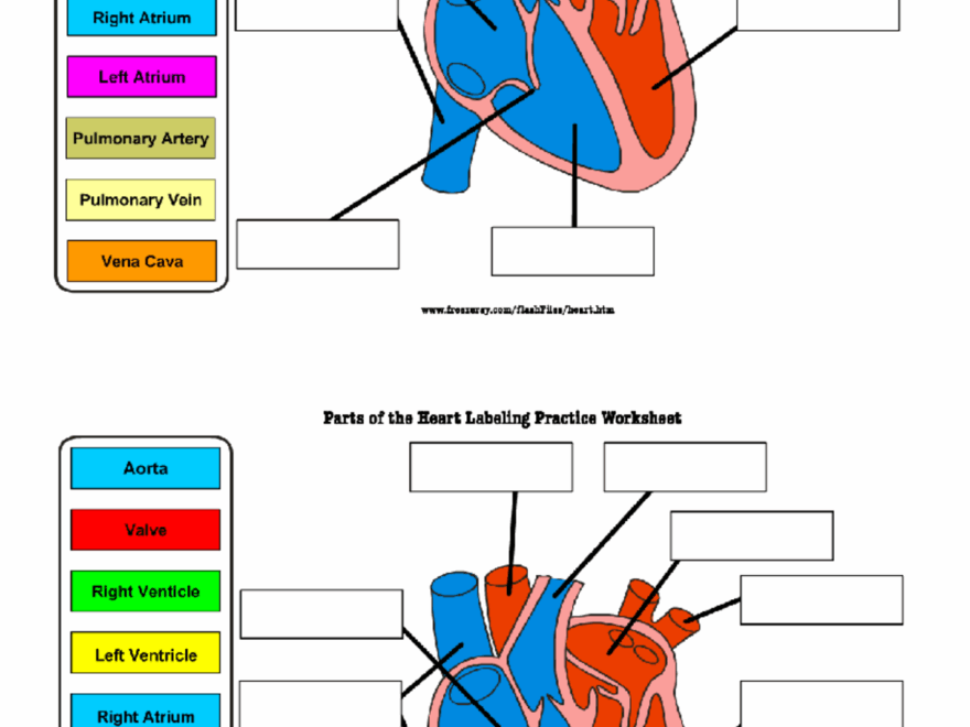 heart anatomy quiz labeling parts of the heart studocu