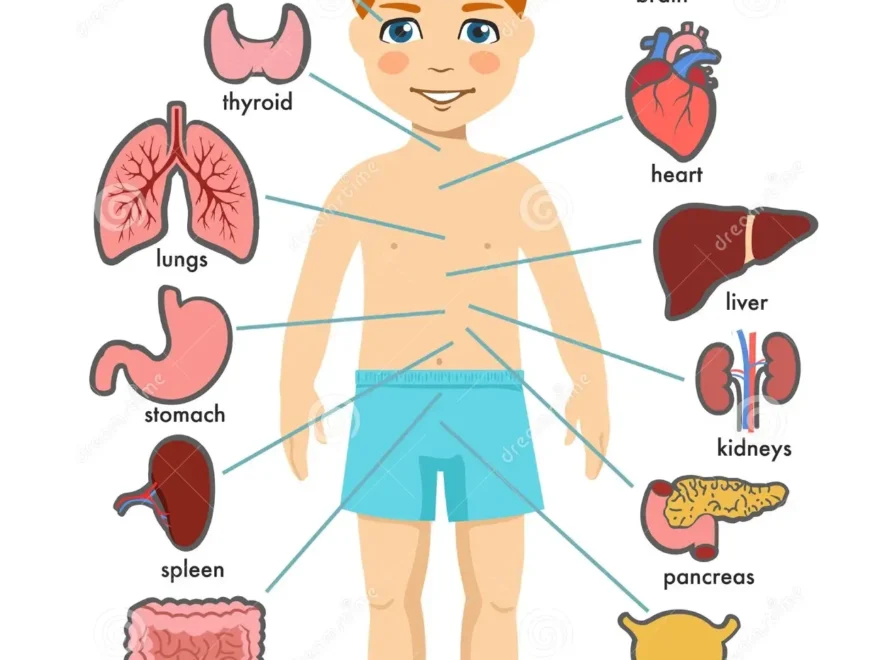 Human Body Anatomy Child Vector Medical Organs System Boy Body