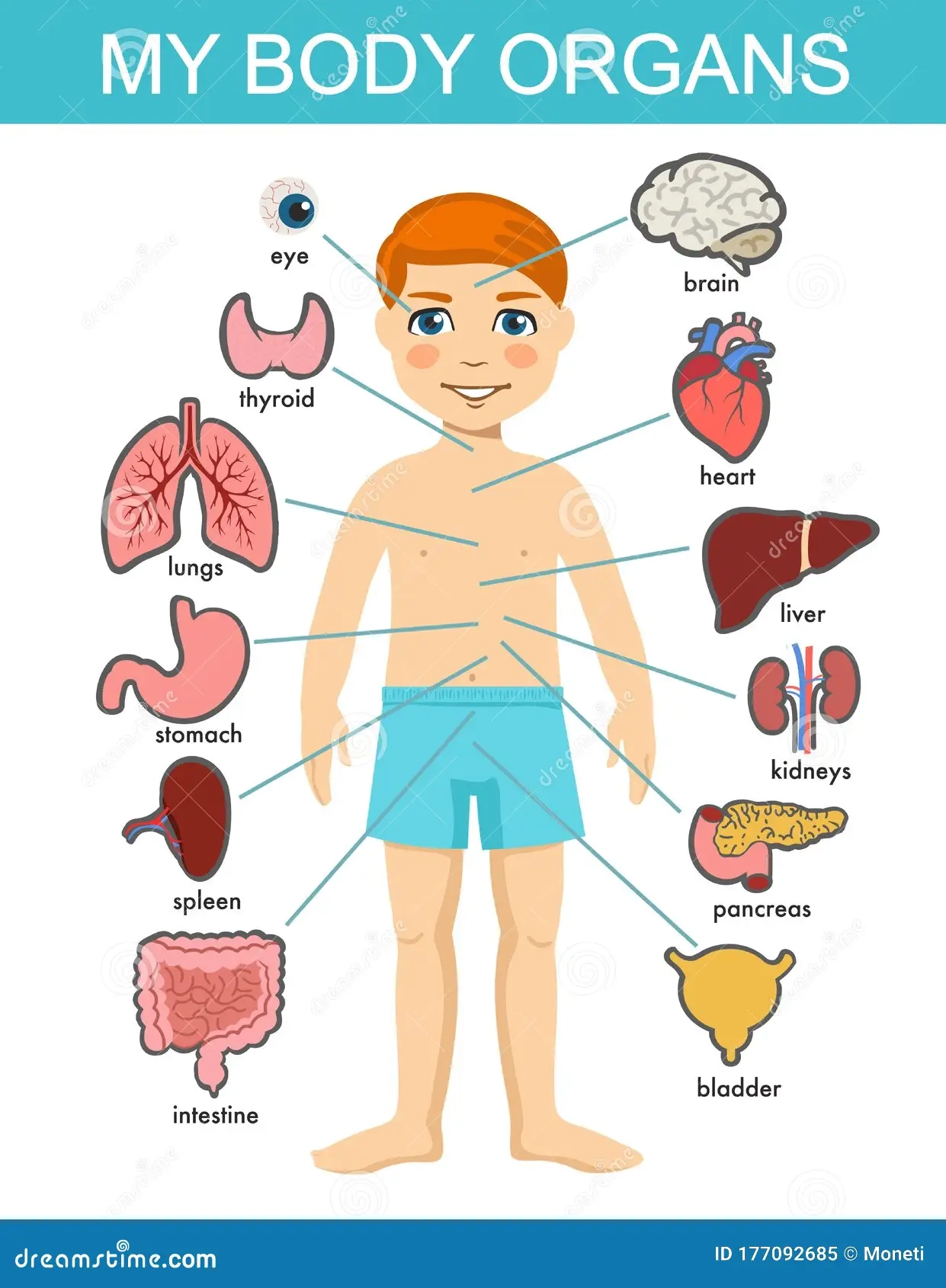 Human Body Anatomy Child Vector Medical Organs System Boy Body Human Body Anatomy Child Vector Medical Organs System Boy Body