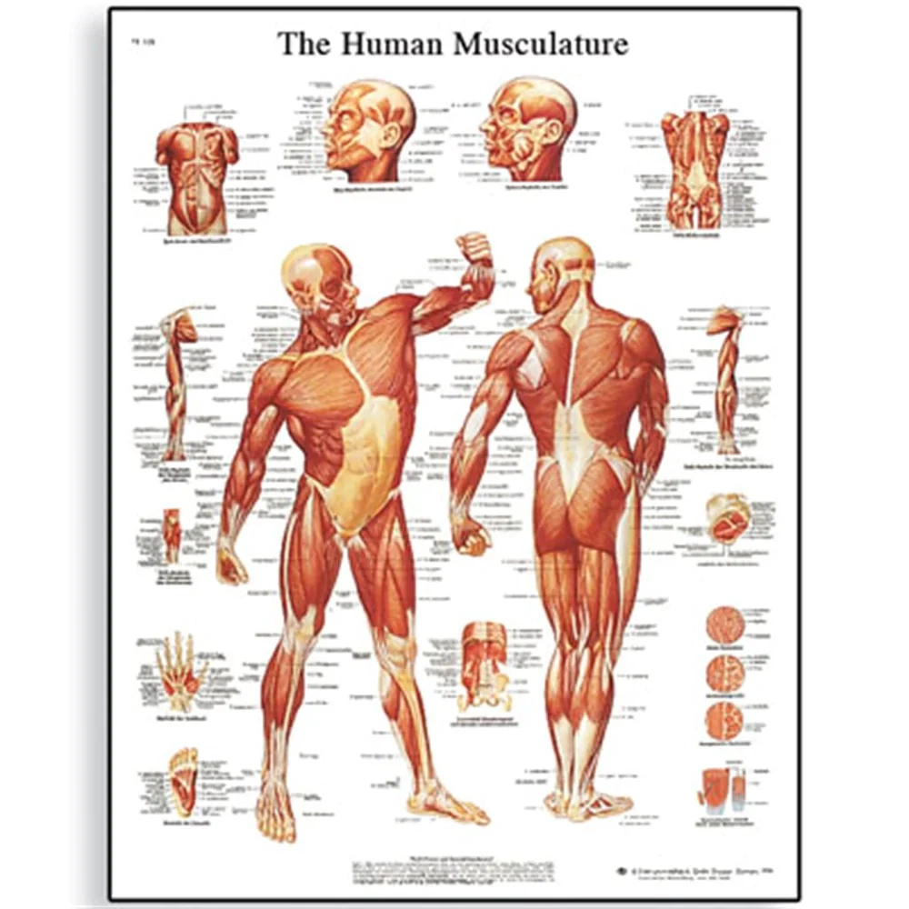 Human Muscle Chart Mediworld Ltd Human Muscle Chart Mediworld Ltd