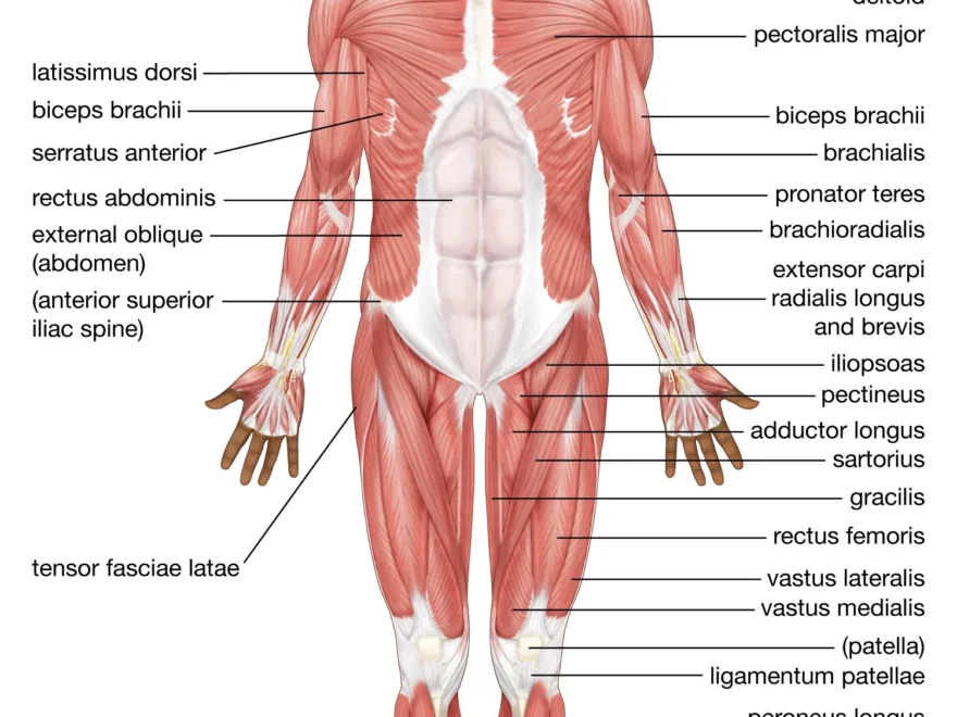Human Muscle System Functions Diagram amp Facts Britannica