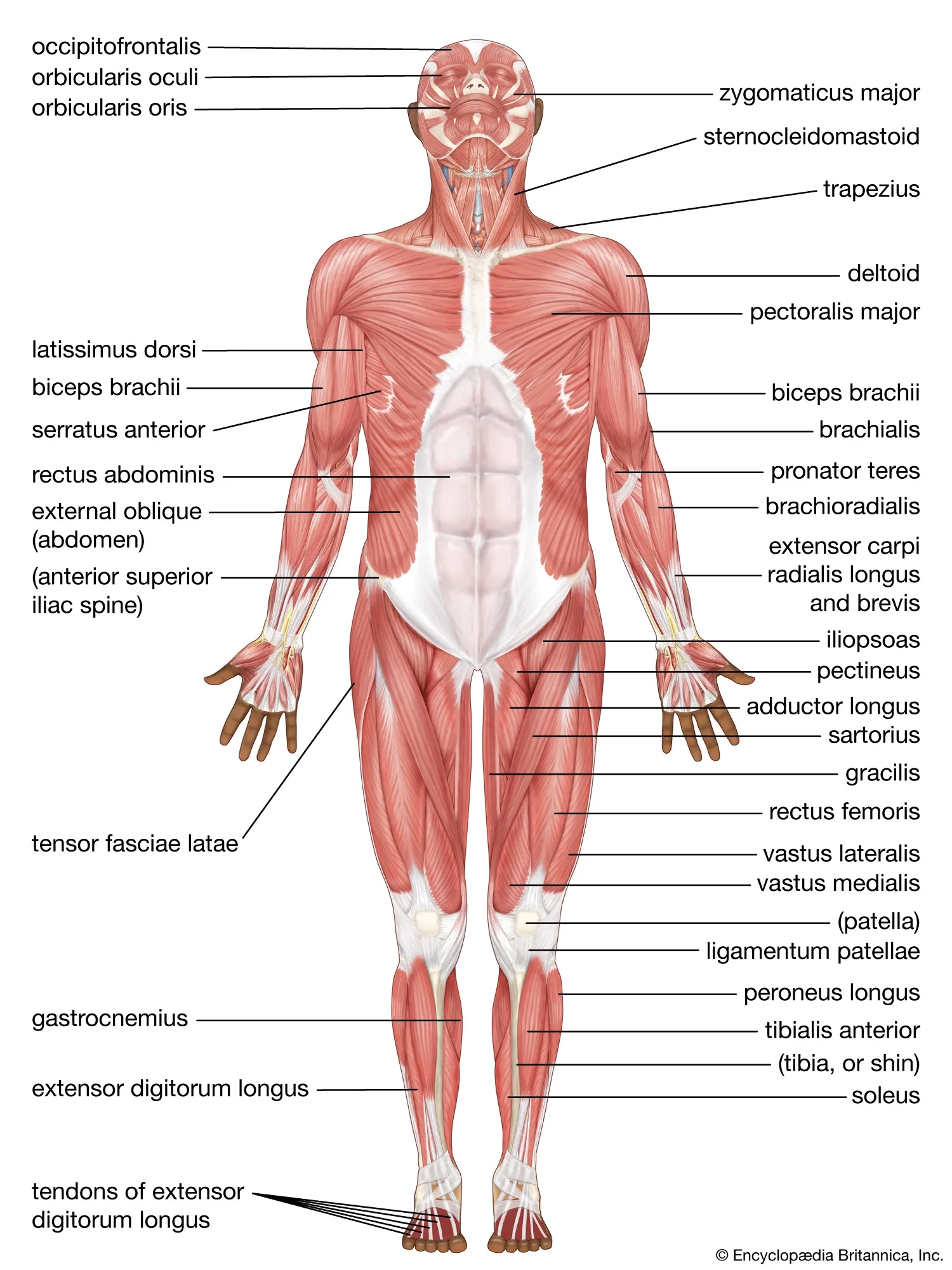 Human Muscle System Functions Diagram amp Facts Britannica Human Muscle System Functions Diagram amp Facts Britannica