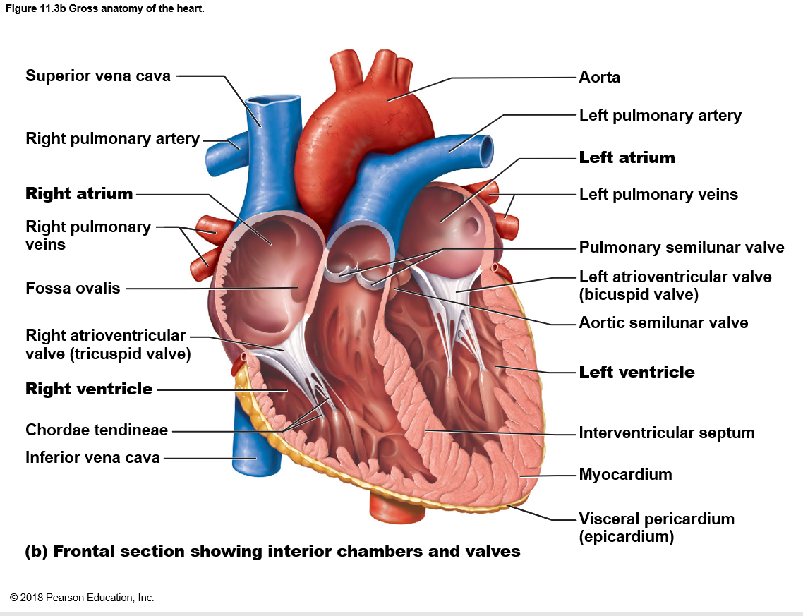 Heart Lableing Printable Quiz Heart Lableing Printable Quiz