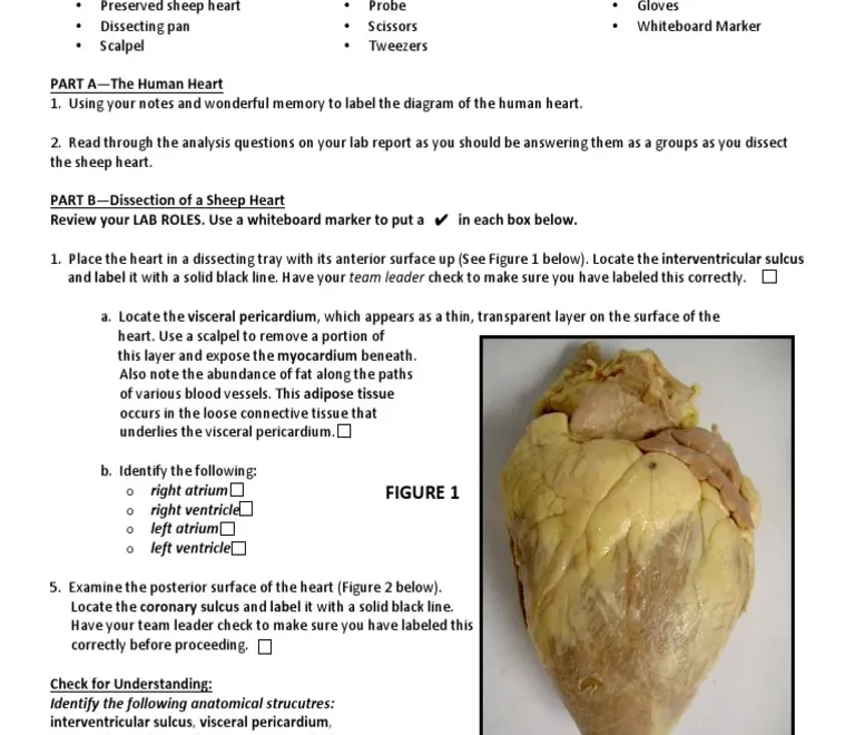Jaidyn Smith Lab Heart Dissection Edited PDF