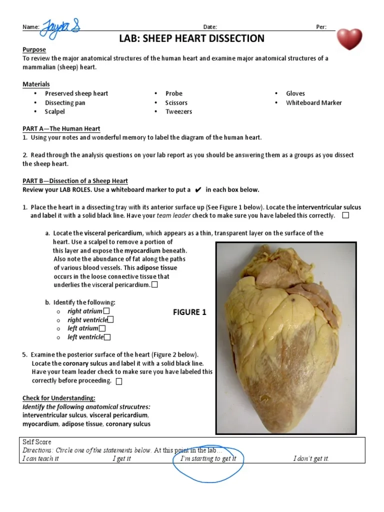 Jaidyn Smith Lab Heart Dissection Edited PDF