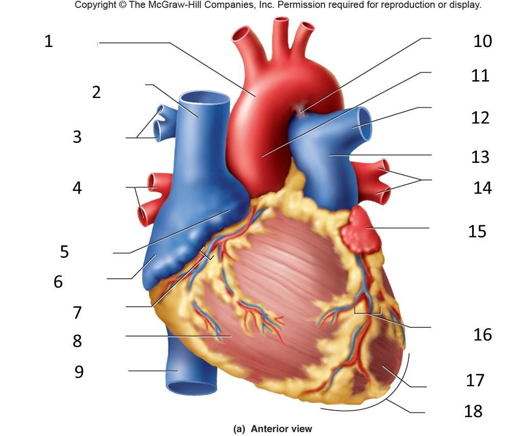 label the heart quiz label the heart quiz