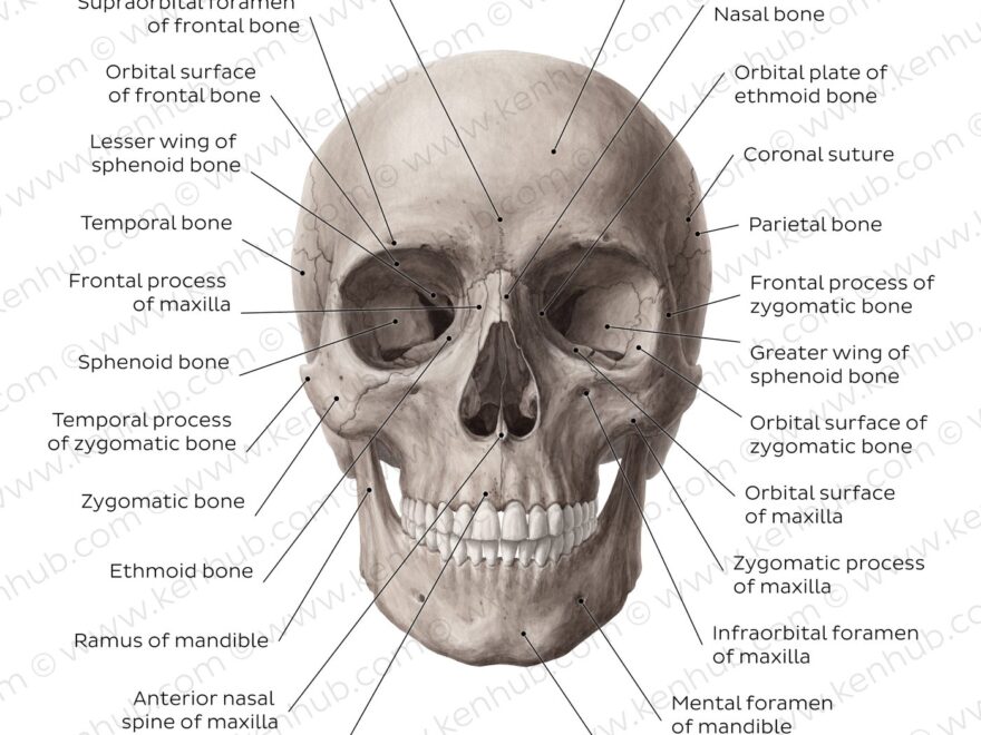 Learn Skull Anatomy With Skull Bone Quizzes And Diagrams Kenhub