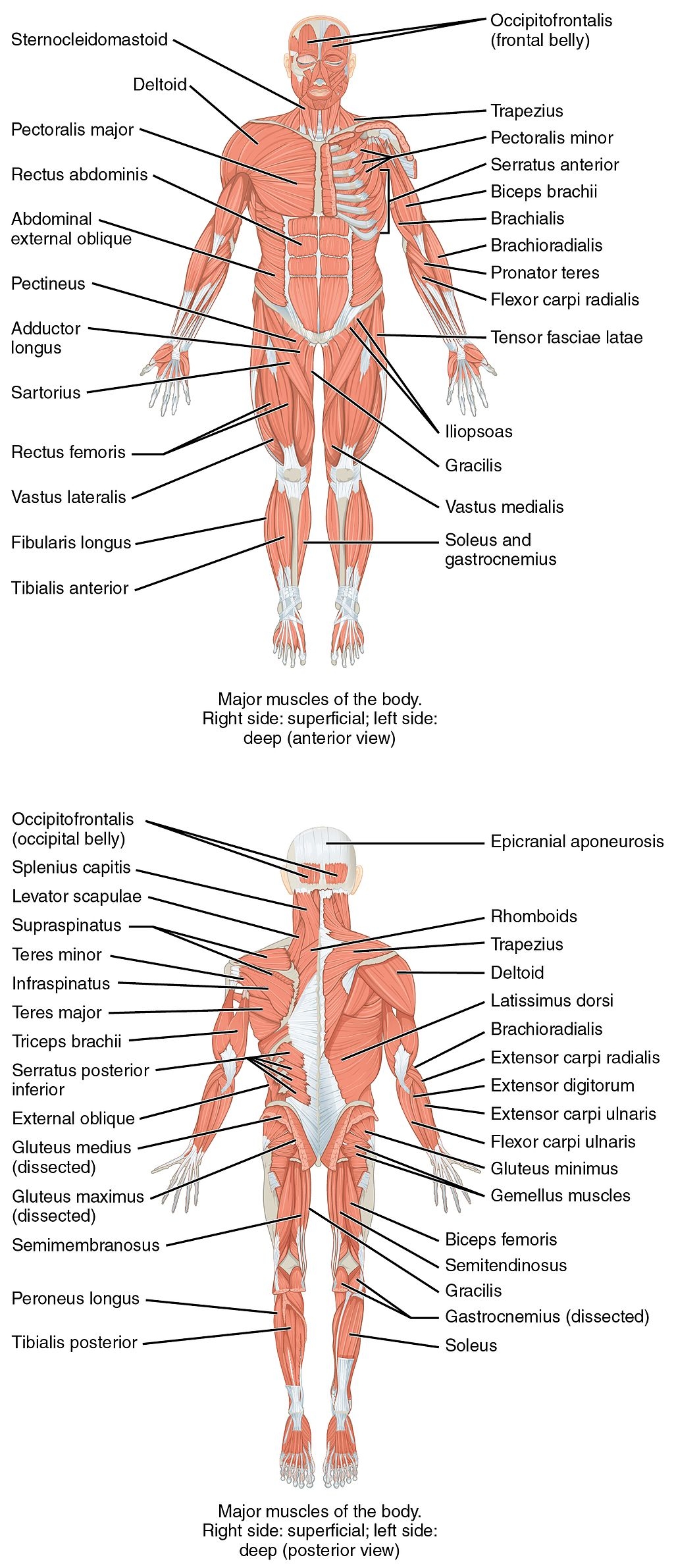 Muscle Chart Freshman Health Free Printable