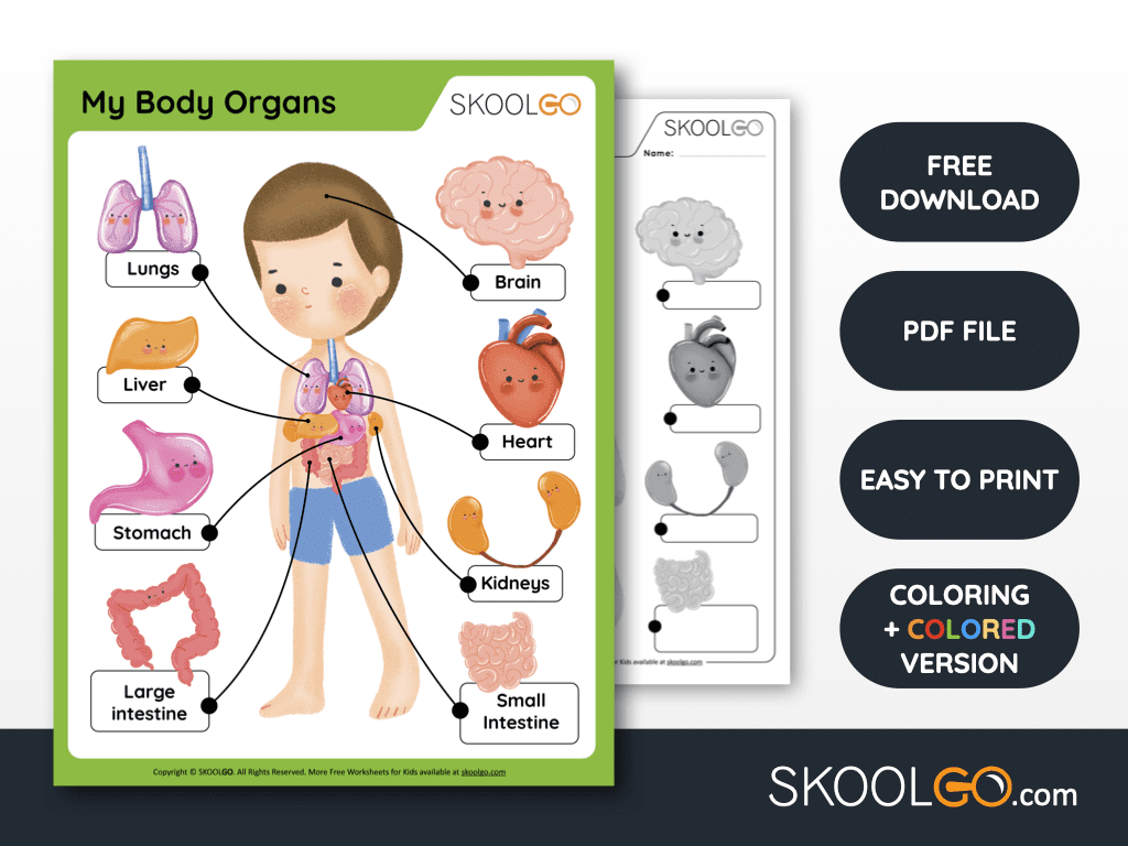 Body Systems Chart Printable For Kids Body Systems Chart Printable For Kids