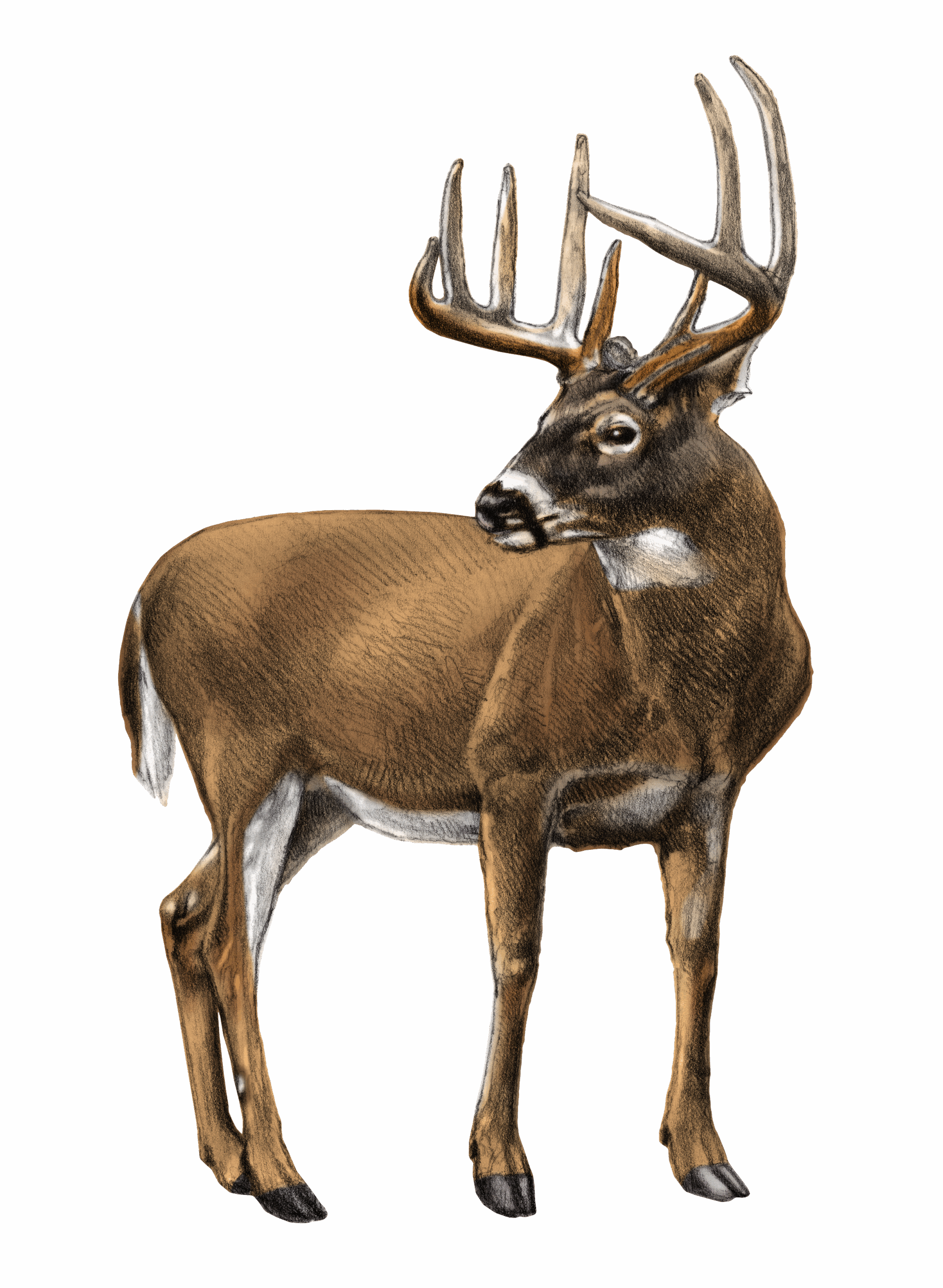 2026 Deerassic Classic Prize List Printables