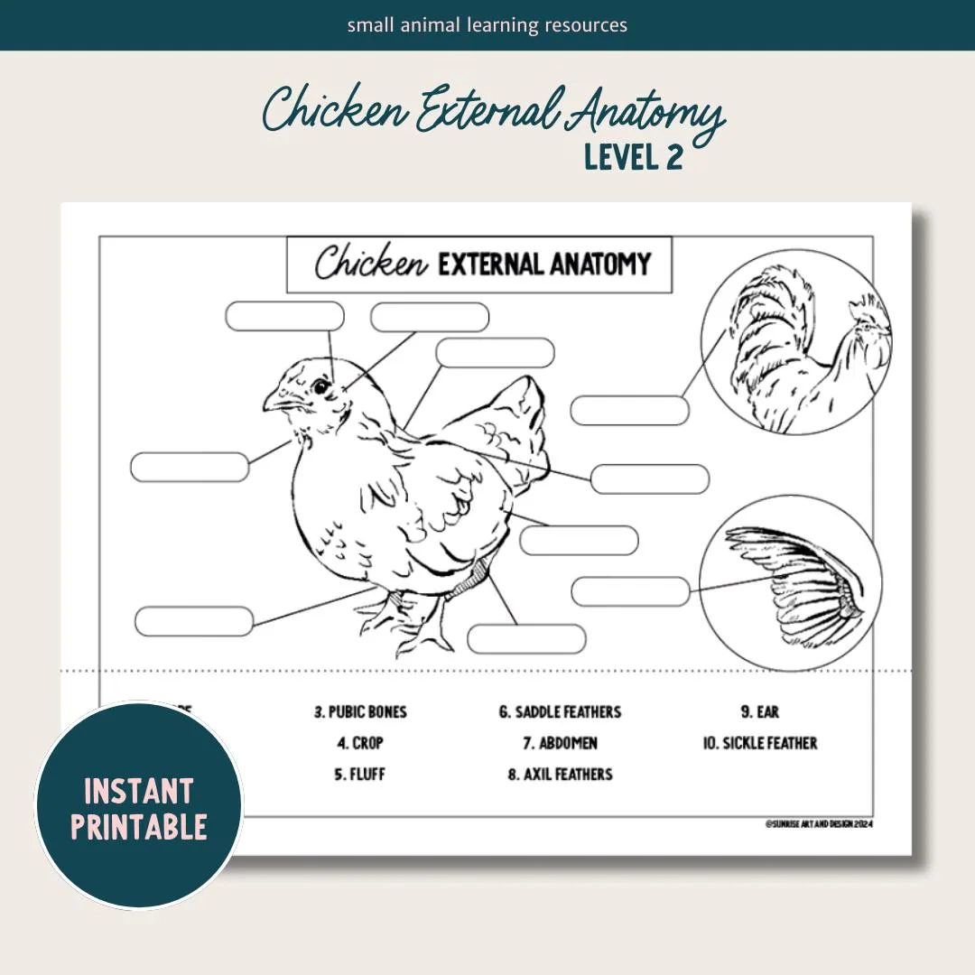 Chicken Basics Quiz Printable Chicken Basics Quiz Printable