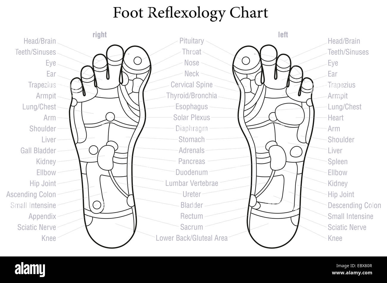 Foot Reflexology Charts Printable