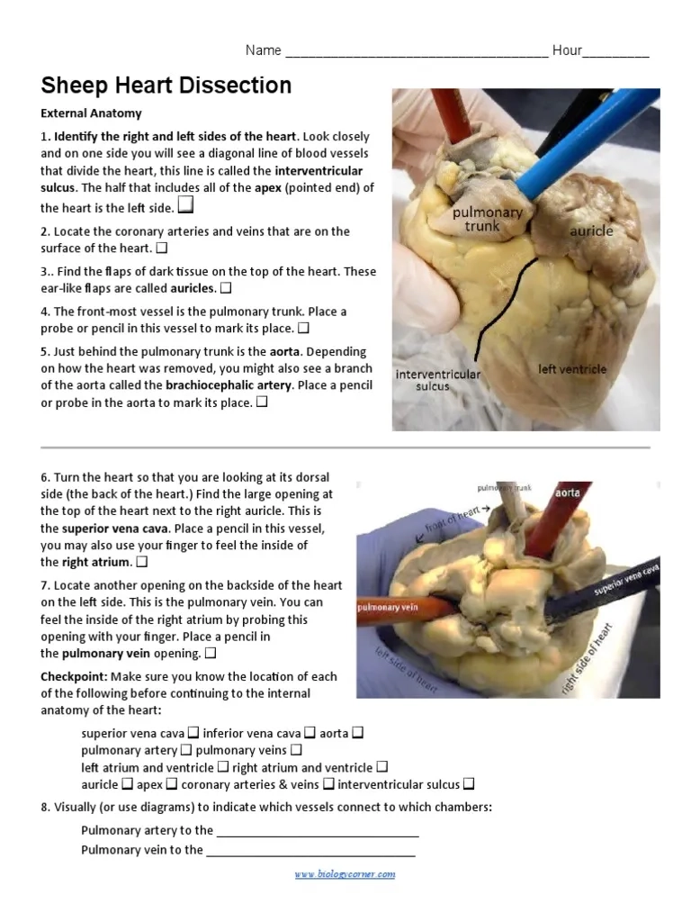 Sheep Heart Dissection External Anatomy PDF Heart Heart Valve