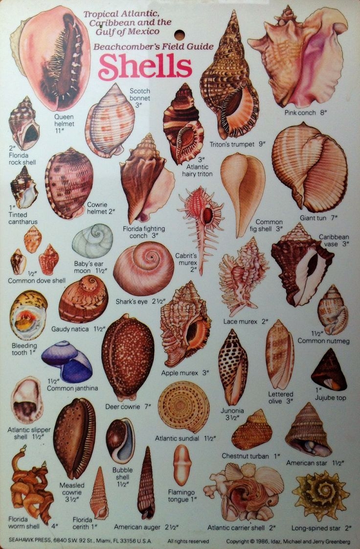 Shell Identification Chart Pacific Coast