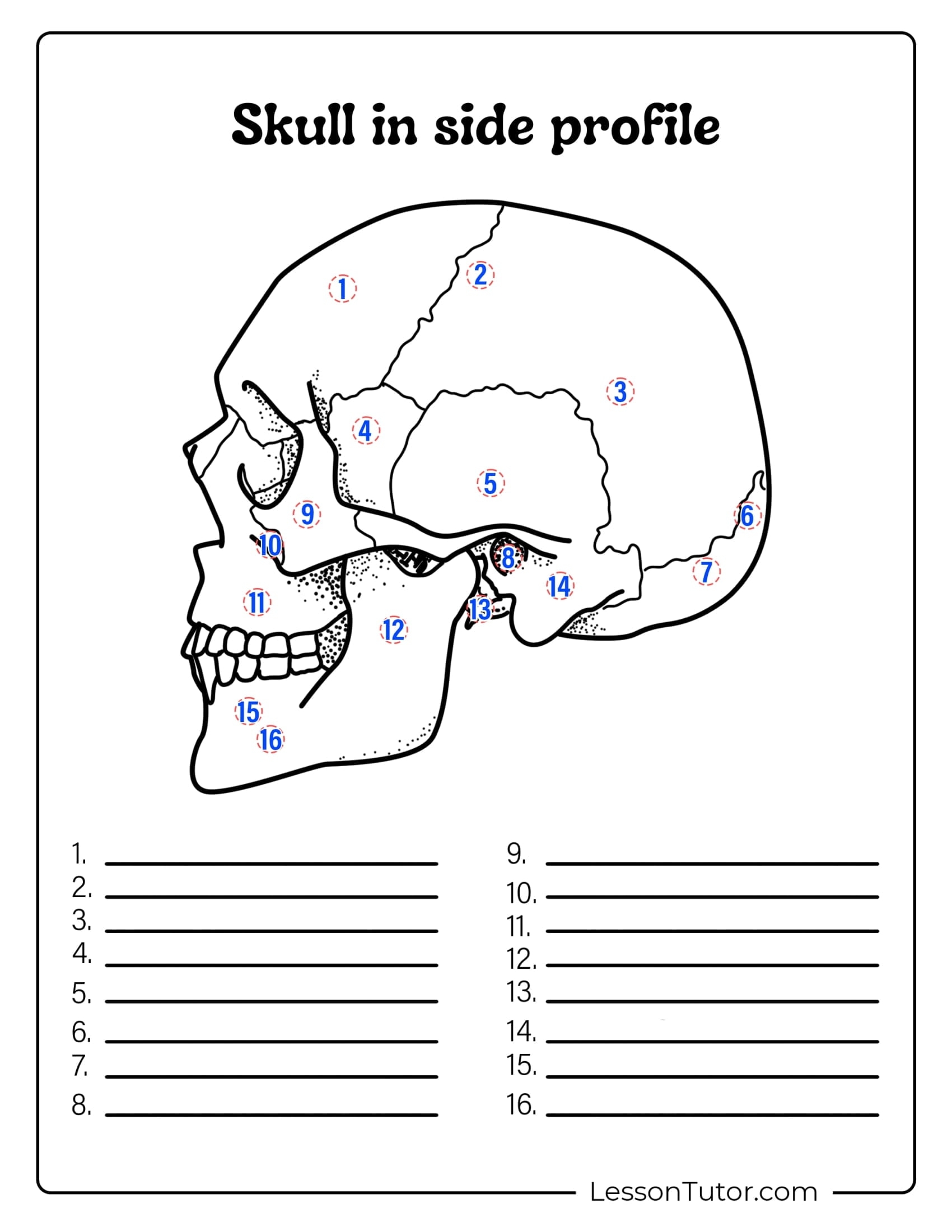 Learn The Cranial Bones Printable Sheet Learn The Cranial Bones Printable Sheet