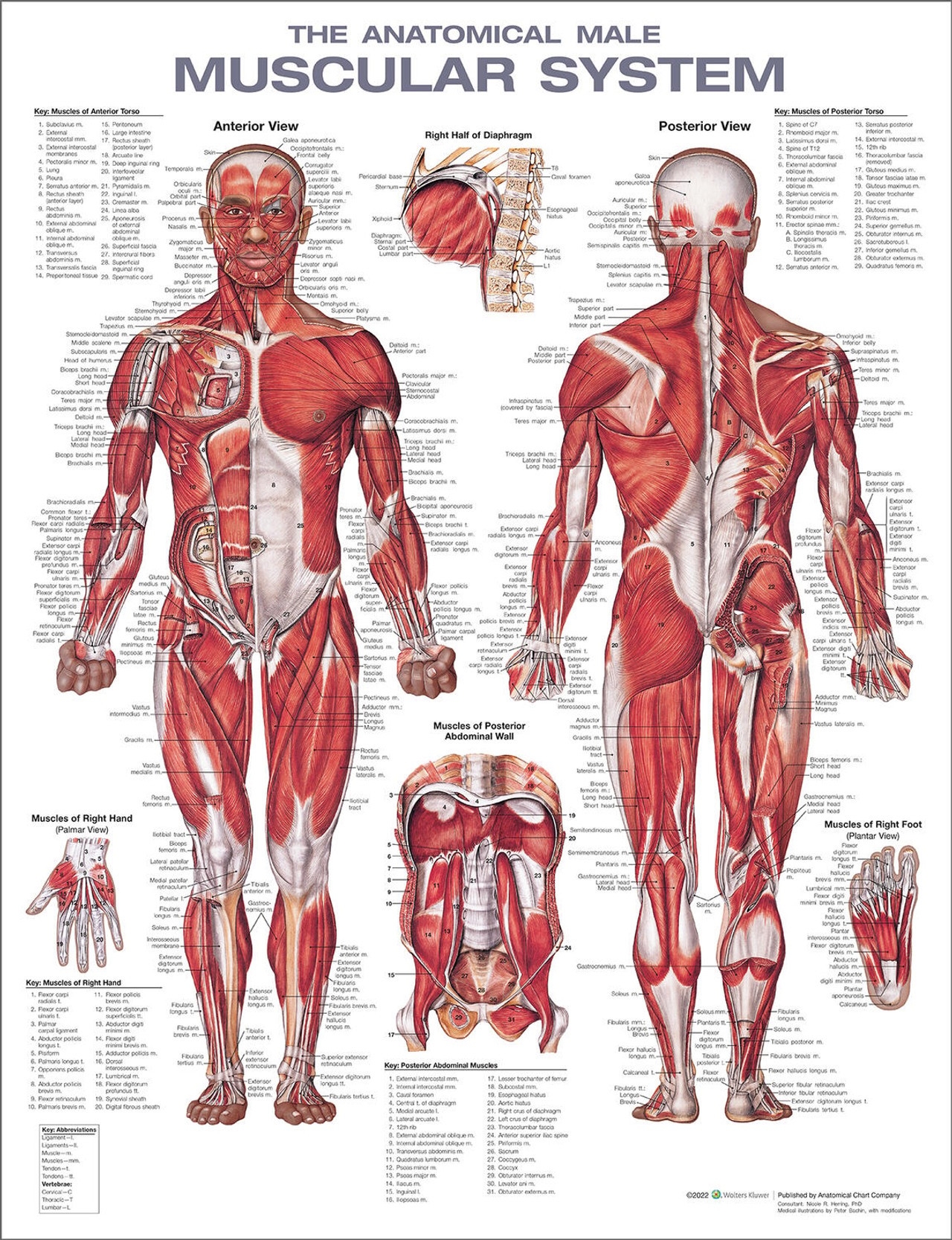 Printable Muscle Chart Of Human Body Printable Muscle Chart Of Human Body