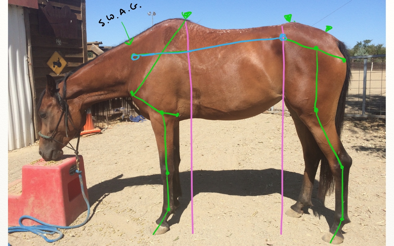 Horse Conformation Printable Guide